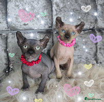 Sphynx cats - Advert 2