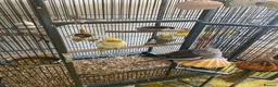 Cockatiels birds for sale: 4 Adult Cockatiels (2M, 2F) (Cages Included) - Advert 3