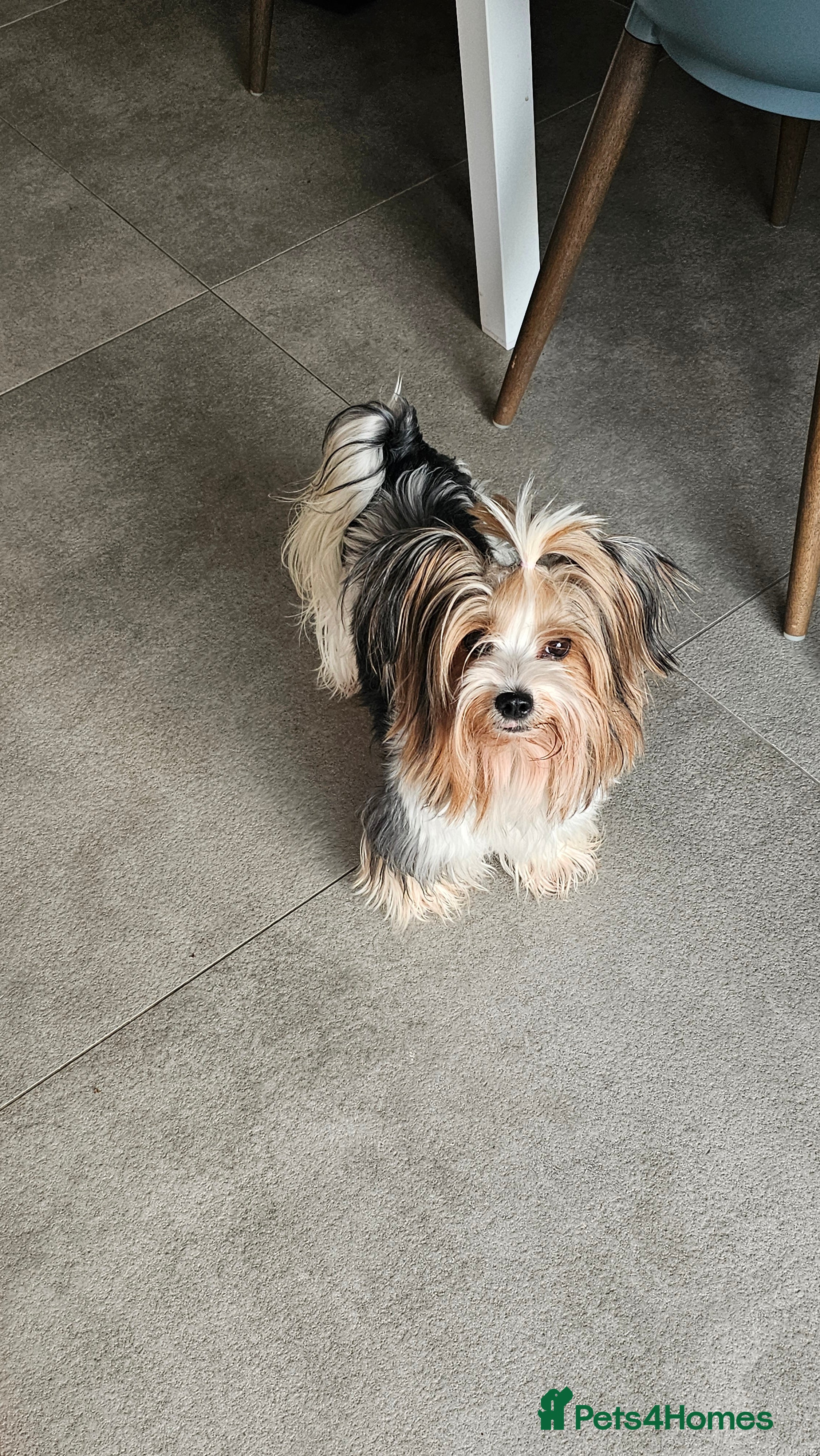 Yorkshire Terrier dogs 3 boys pure breed biewer yorkshire terrier.  - Advert 19