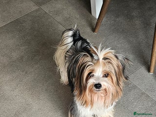 Yorkshire Terrier dogs 3 boys pure breed biewer yorkshire terrier. - Advert 19