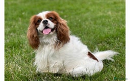 Cavalier King Charles Spaniel dogs for sale: Beautiful Blenheim Cavalier King Charles girl - Image 4