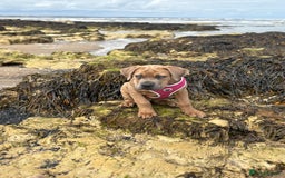 Cane Corso dogs for sale: Cane corso x Boerboel🩷 - Image 8