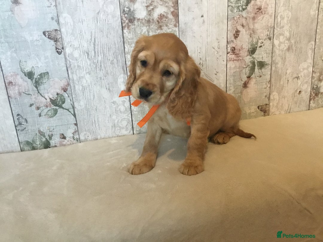 Mixed Breed dogs for sale: Adorable/ Social/Confident Cockalier pups - Advert 21