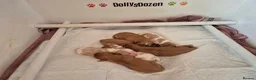 Cavalier King Charles Spaniel dogs for sale: Rkc reg Cavalier Puppies 2 x girls AVAILABLE  - Advert 3