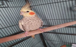 Cockatiels birds for sale: Female cockateil  - Advert 1
