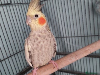 Cockatiels birds Female cockateil - Advert 1