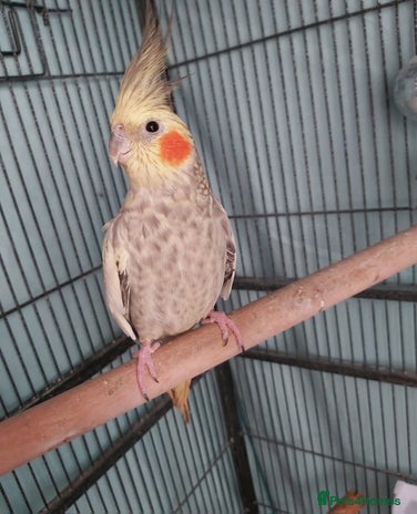 Cockatiels birds Female cockateil - Advert 1