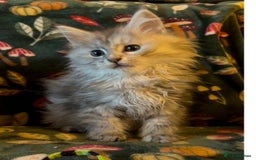 Maine Coon cats for sale: Maine Coon Kittens TICA  - Image 7