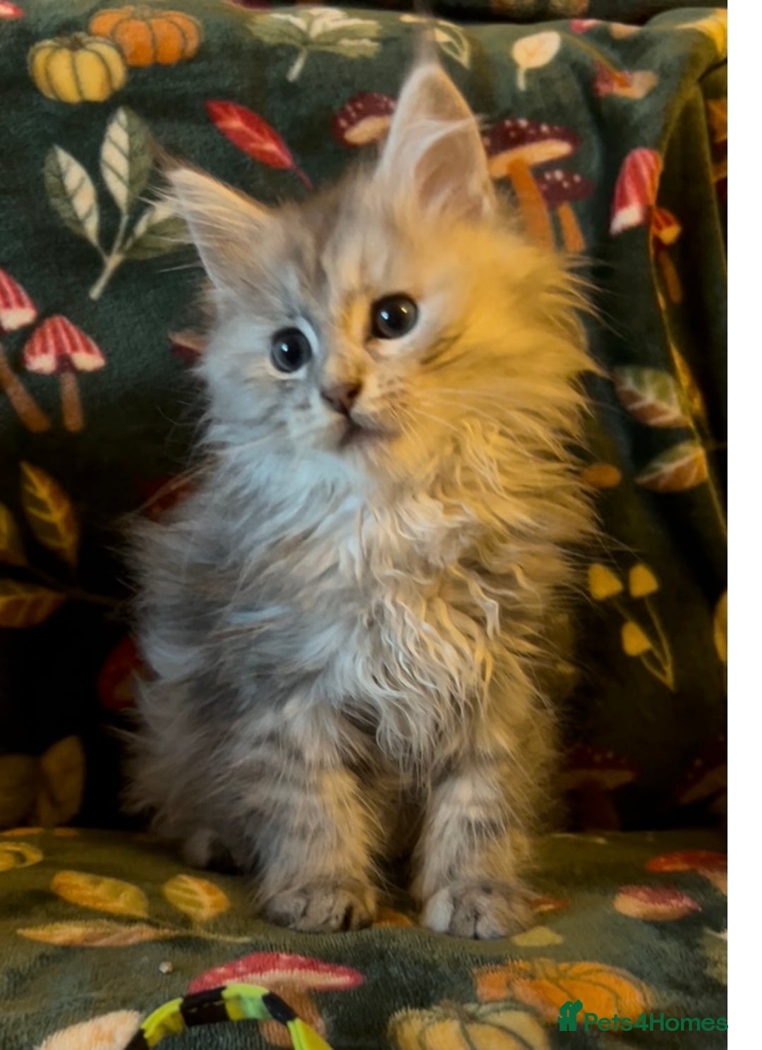 Maine Coon cats for sale: Maine Coon Kittens TICA  - Image 7
