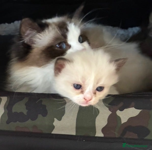 Ragdoll cats Registered Mink Ragdolls (cherubims) - Advert 8