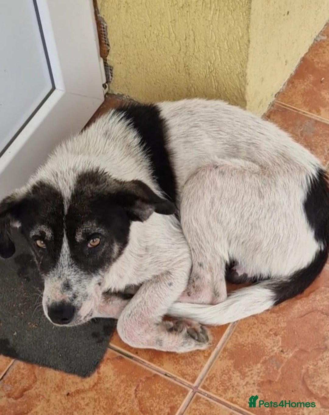 Mixed Breed dogs for adoption: PATROCLE – a Lovely boy for a Loving Home - Image 7