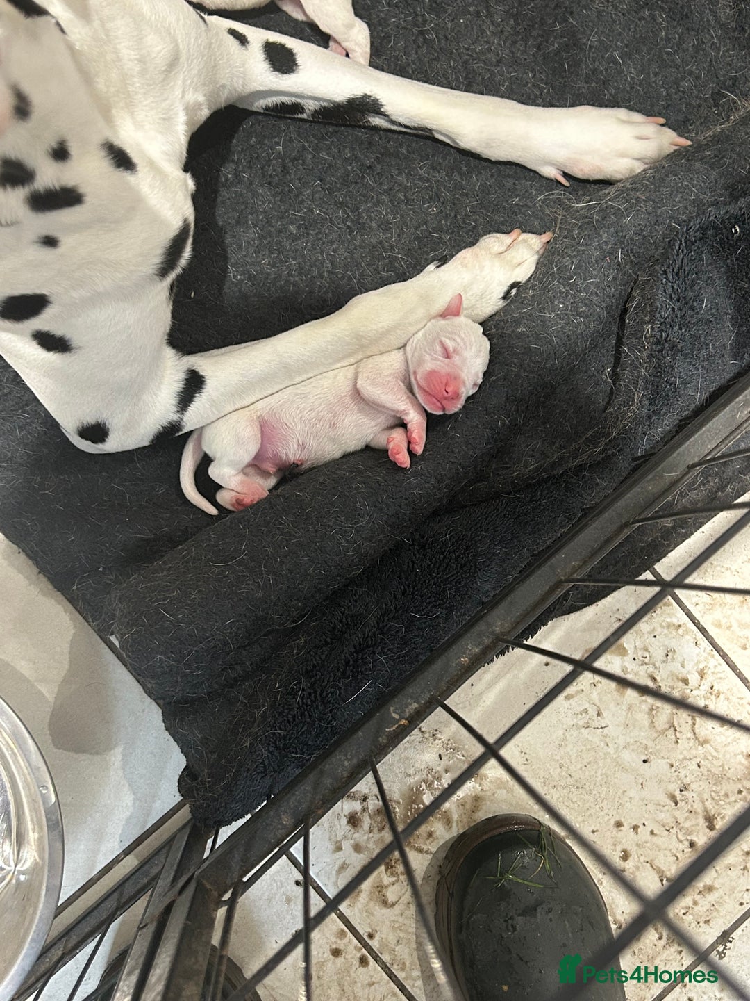 Mixed Breed dogs for sale: Dalmatianxboxer puppies  - Image 28