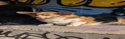 Welsh Corgi Pembroke dogs for sale: Top quality pembrokeshire corgi puppies  - Advert 2