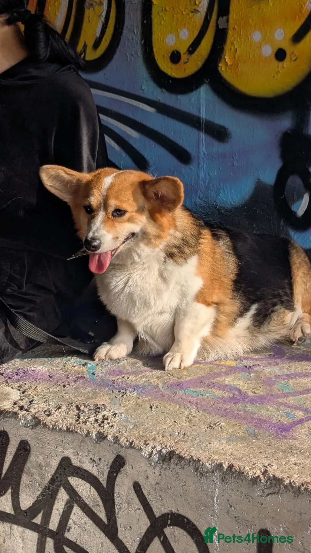 Welsh Corgi Pembroke dogs for sale: Top quality pembrokeshire corgi puppies  - Advert 2