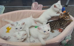 Mixed Breed cats for sale: 4 cute kittens up for sale - Image 38