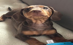 Miniature Dachshund dogs for sale: Adorable miniature daschunds - Image 7