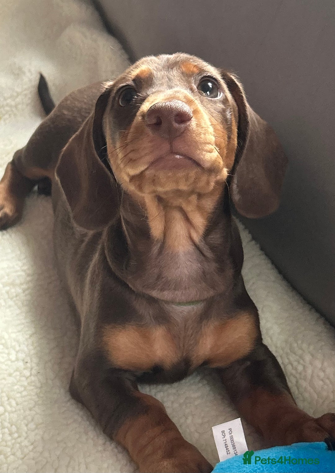 Miniature Dachshund dogs for sale: Adorable miniature daschunds - Image 7