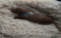 Cocker Spaniel dogs for sale: Beautiful Cocker Spaniel Puppies - Image 3