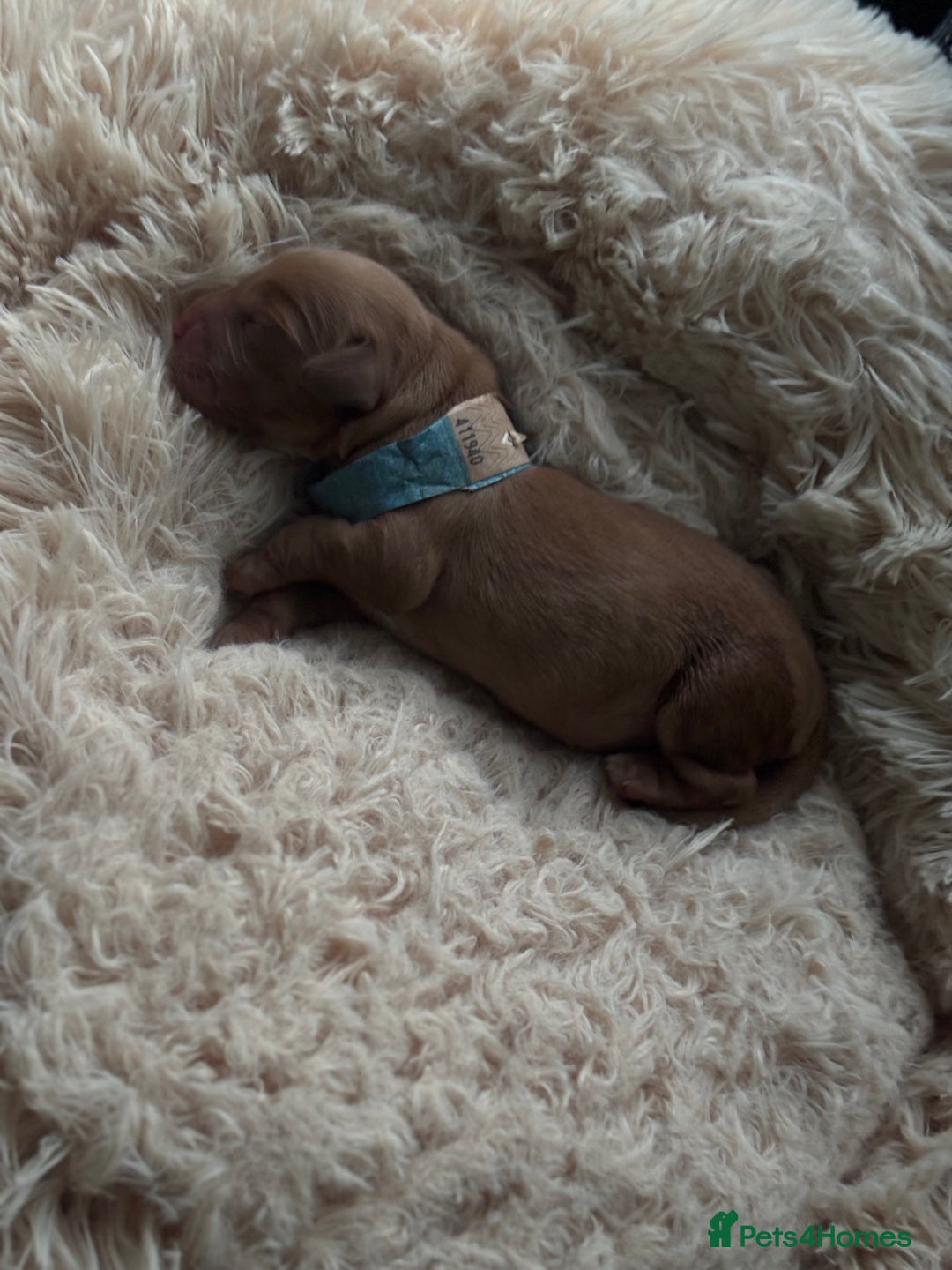 Cocker Spaniel dogs for sale: Beautiful Cocker Spaniel Puppies - Image 3