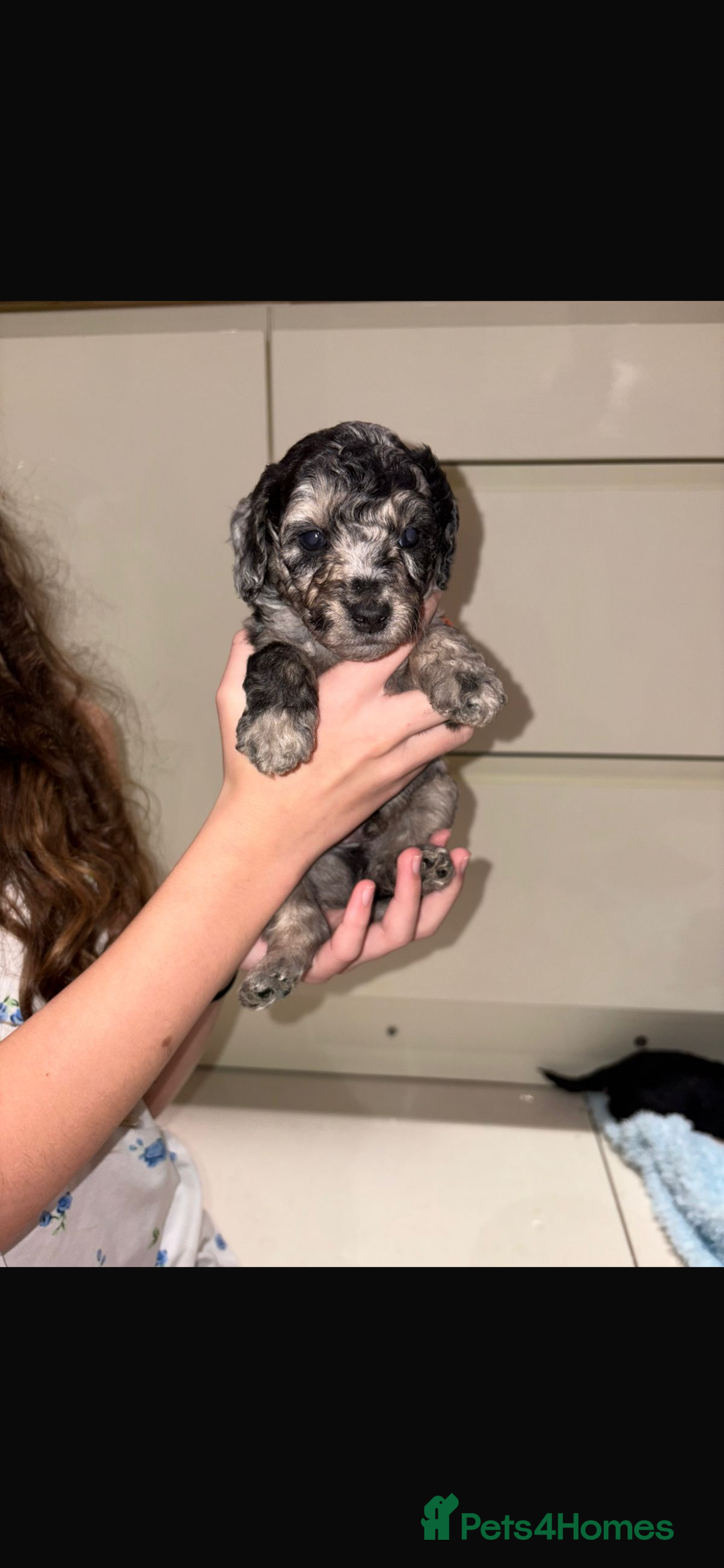 Miniature Poodle dogs for sale: Miniature Merle poodle puppies 🌈🐶❤️ - Advert 25