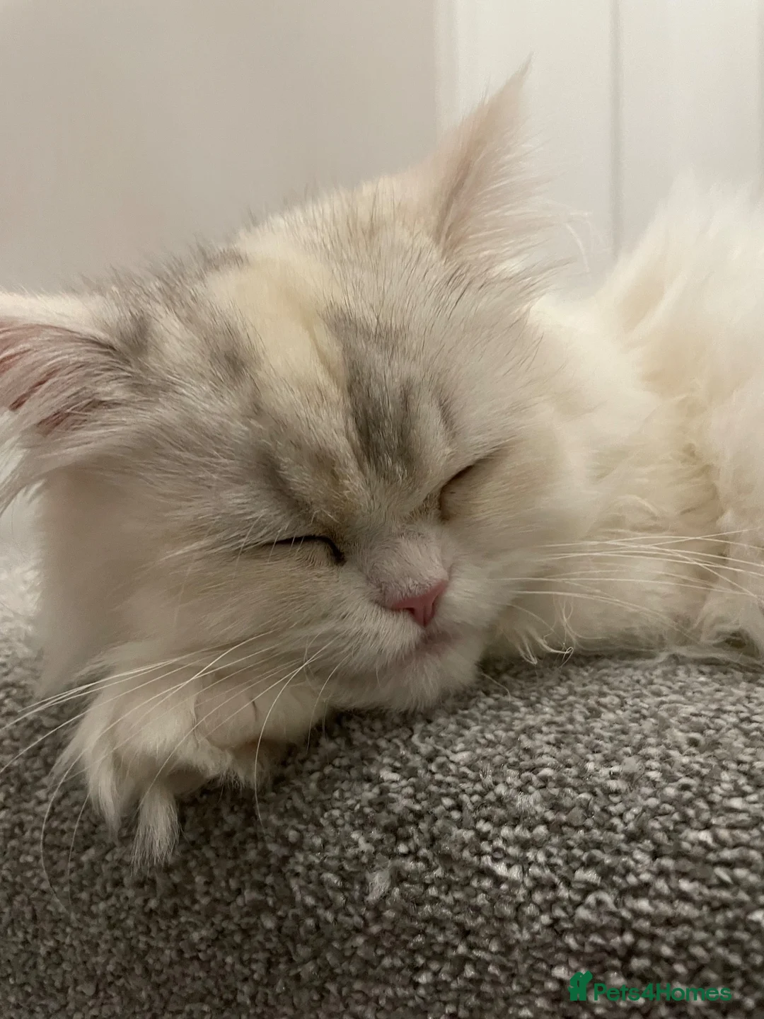Persian cats for sale: Persian Chinchilla  - Advert 2