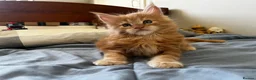 Maine Coon cats for sale: 👑 Gorgeous Tica Registered Red Maine Coon kittens - Advert 7
