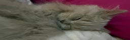 British Longhair cats for sale: British Longhair Lilac - Advert 4