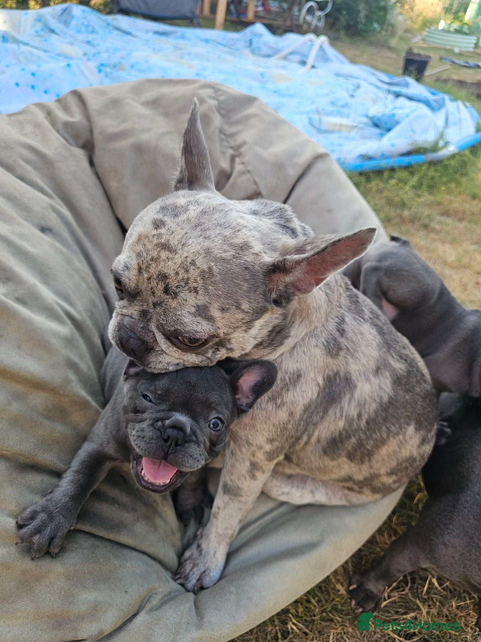 French Bulldog dogs Adorable French Bulldog Brother & Sister - Advert 6