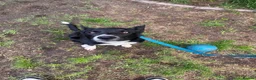 Border Collie dogs for sale: 10 month old male border collie puppy - Advert 4