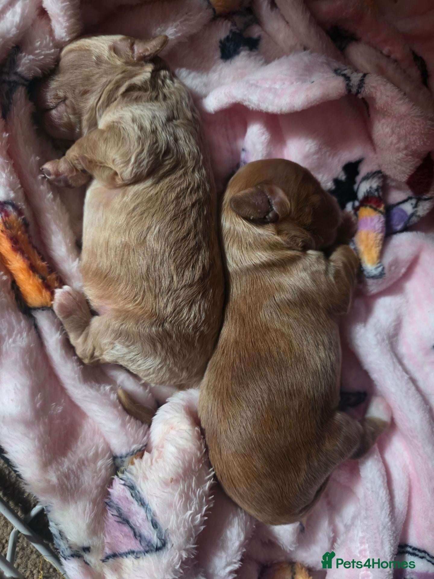 Cavapoo dogs 2 beautiful cavapoo babies ready for Halloween  - Advert 17