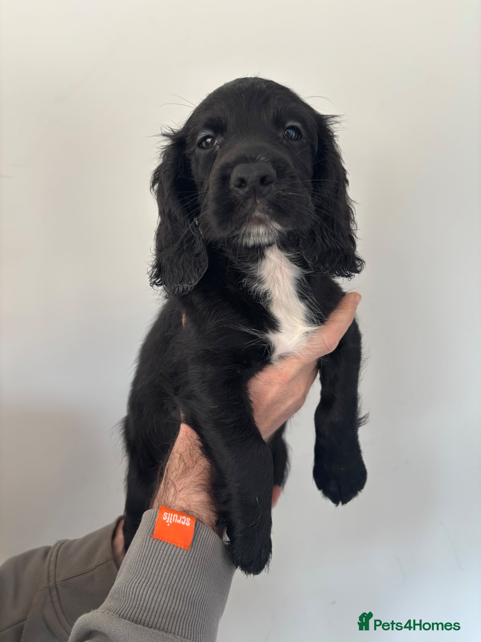 Sprocker dogs Sprocker spaniel puppy - Advert 3