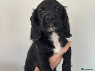 Sprocker dogs Sprocker spaniel puppy - Advert 3