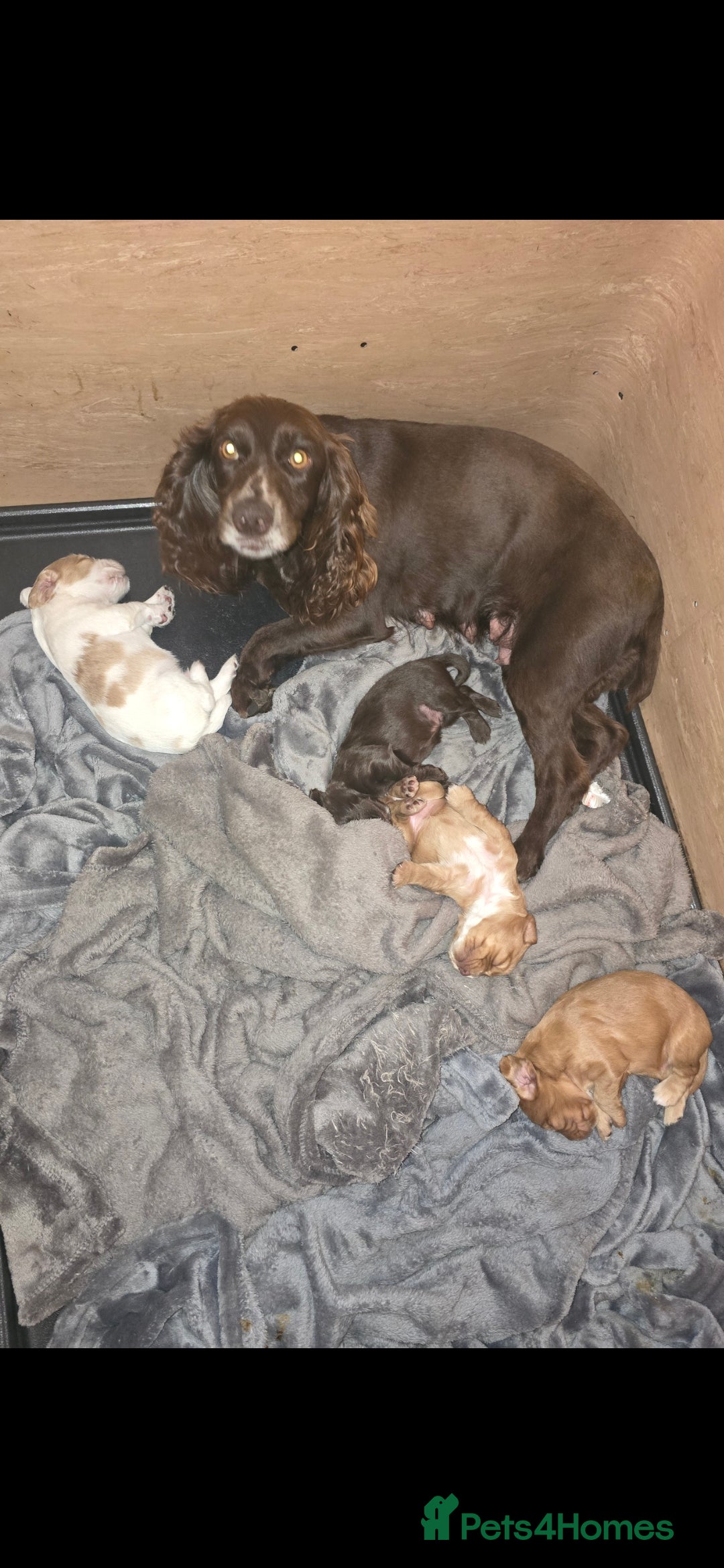 Cocker Spaniel dogs for sale: Working cocker spaniel puppies  - Image 11