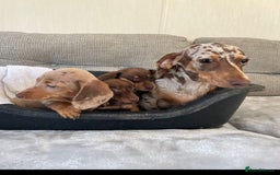 Miniature Dachshund dogs for sale: Miniature Dachshund  - Image 1