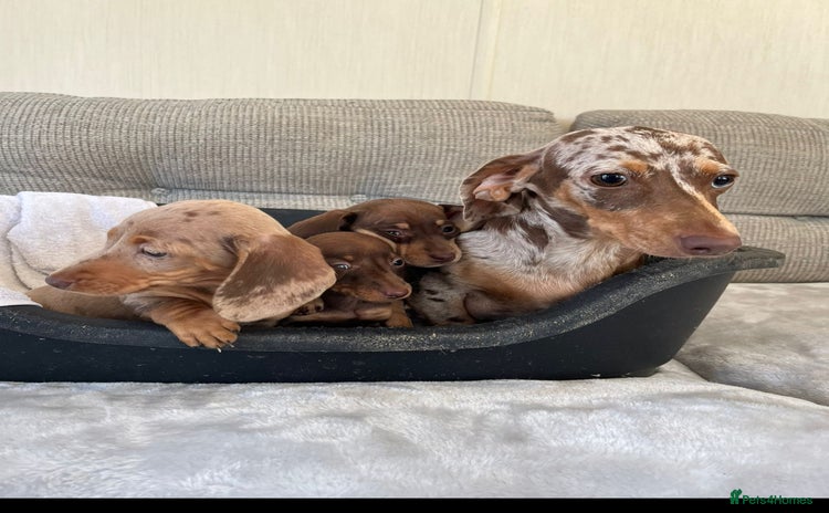 Miniature Dachshund dogs - Advert 3