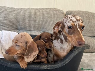 Miniature Dachshund dogs - Advert 32