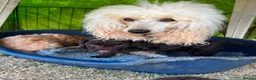 Mixed Breed dogs for sale: Poodle puppies - Advert 1