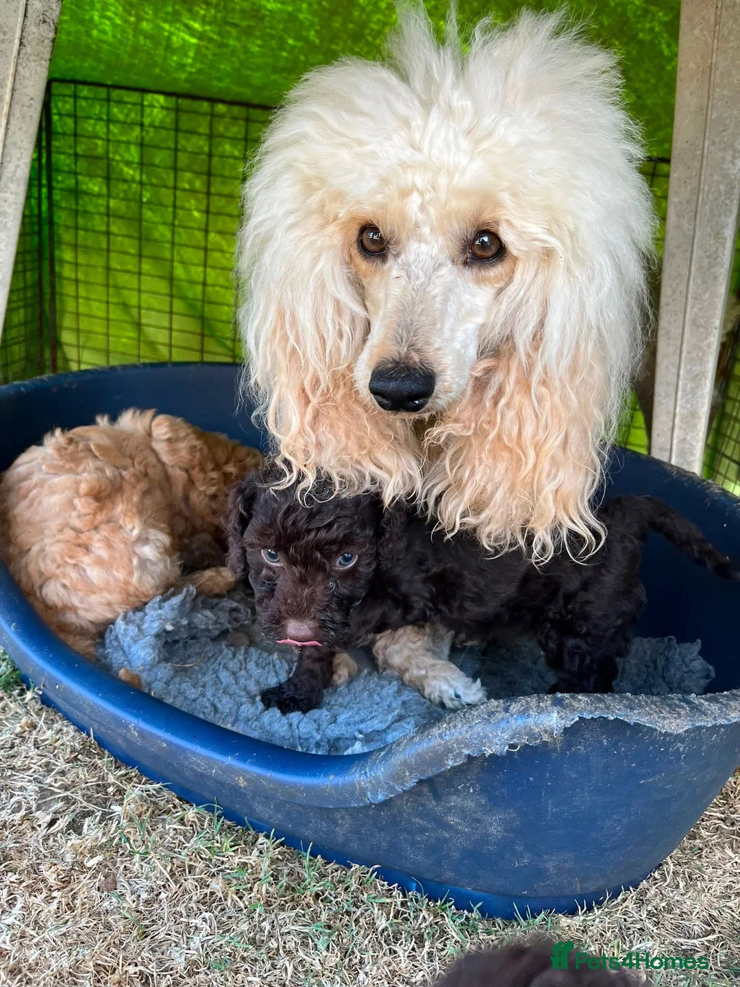 Mixed Breed dogs for sale: Poodle puppies - Advert 1