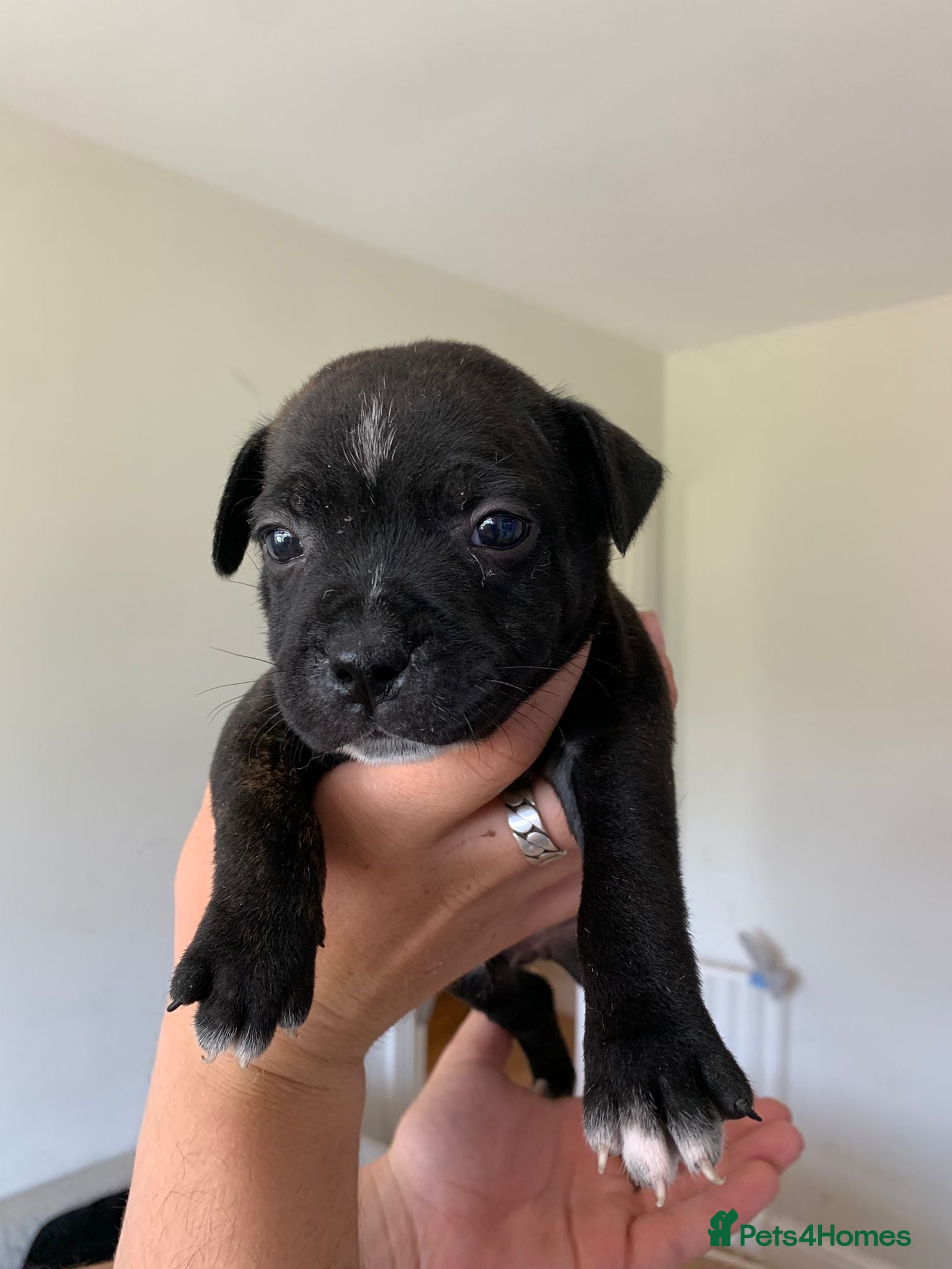 Staffordshire Bull Terrier dogs 6 Outstanding Staffs pups KC Reg  - Advert 2