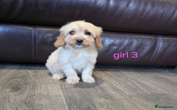 Cockapoo dogs for sale: Adorable cockapoo pups ready to go 🐶 - Image 22