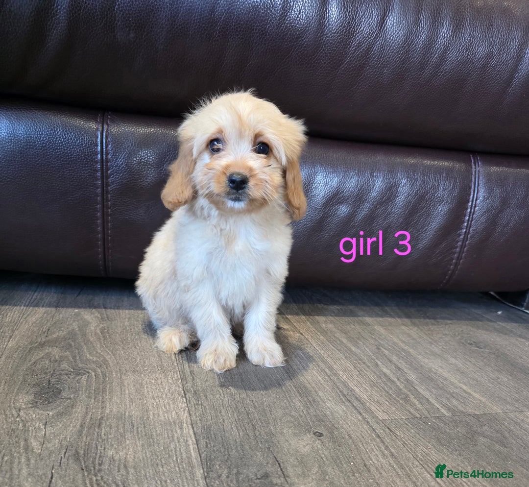 Cockapoo dogs for sale: Adorable cockapoo pups ready to go 🐶 - Image 22