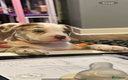 Olde English Bulldogge dogs for stud: OEB 🐶⭐️DEL~BOY ⭐️🐶 First time Stud  - Image 17