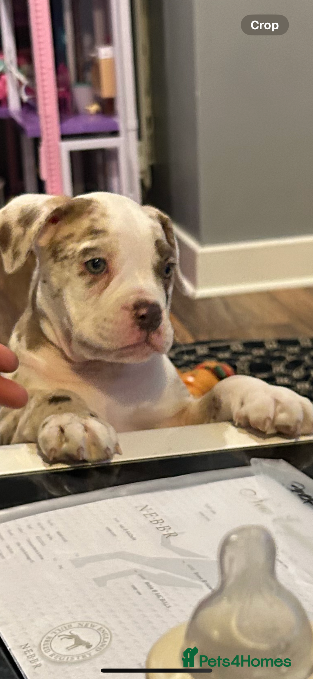 Olde English Bulldogge dogs for stud: OEB 🐶⭐️DEL~BOY ⭐️🐶 First time Stud  - Image 17