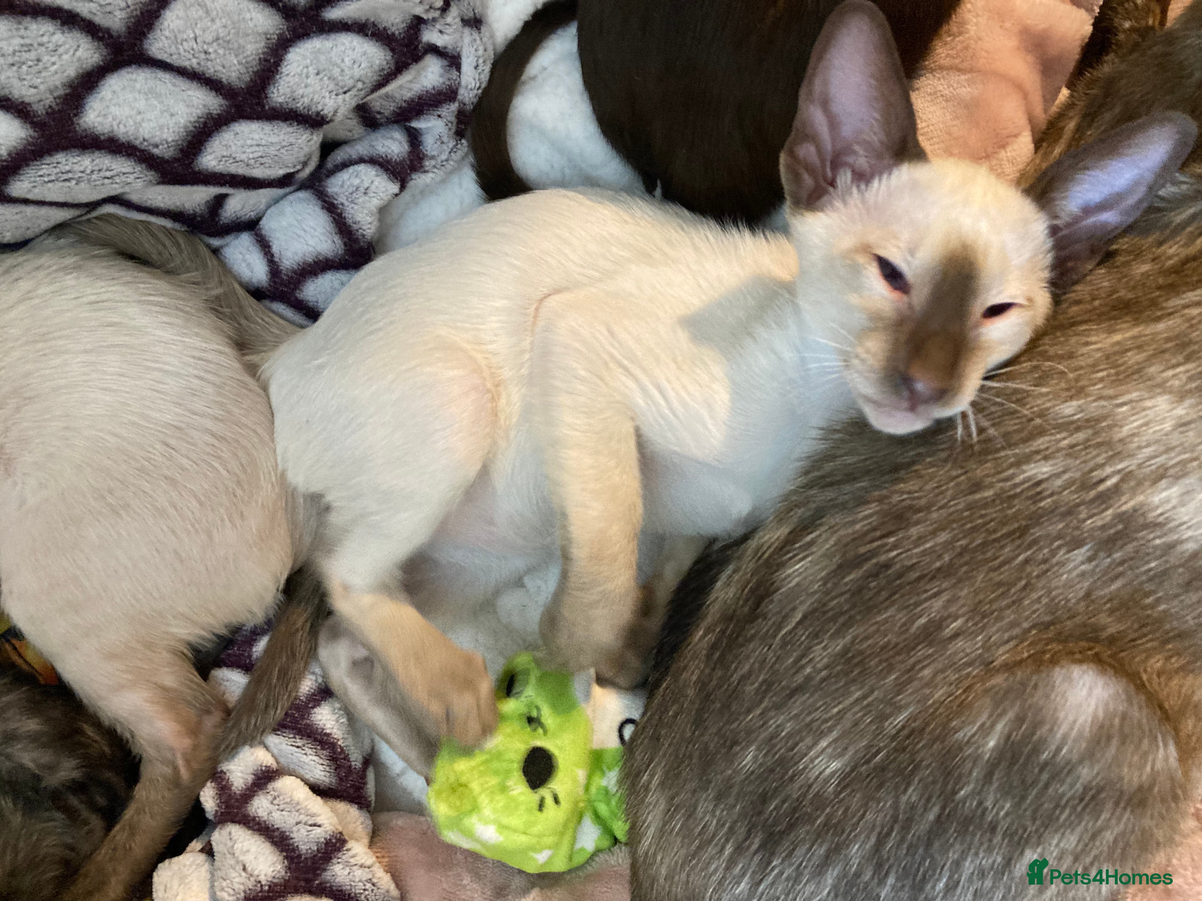 Oriental cats Oriental girl kitten - Advert 13