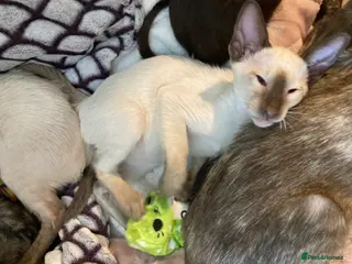 Oriental cats Oriental girl kitten - Advert 13