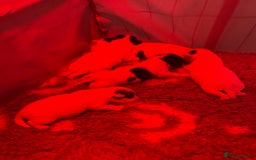 Sealyham Terrier dogs for sale: Sealyham terrier crosses  - Image 1