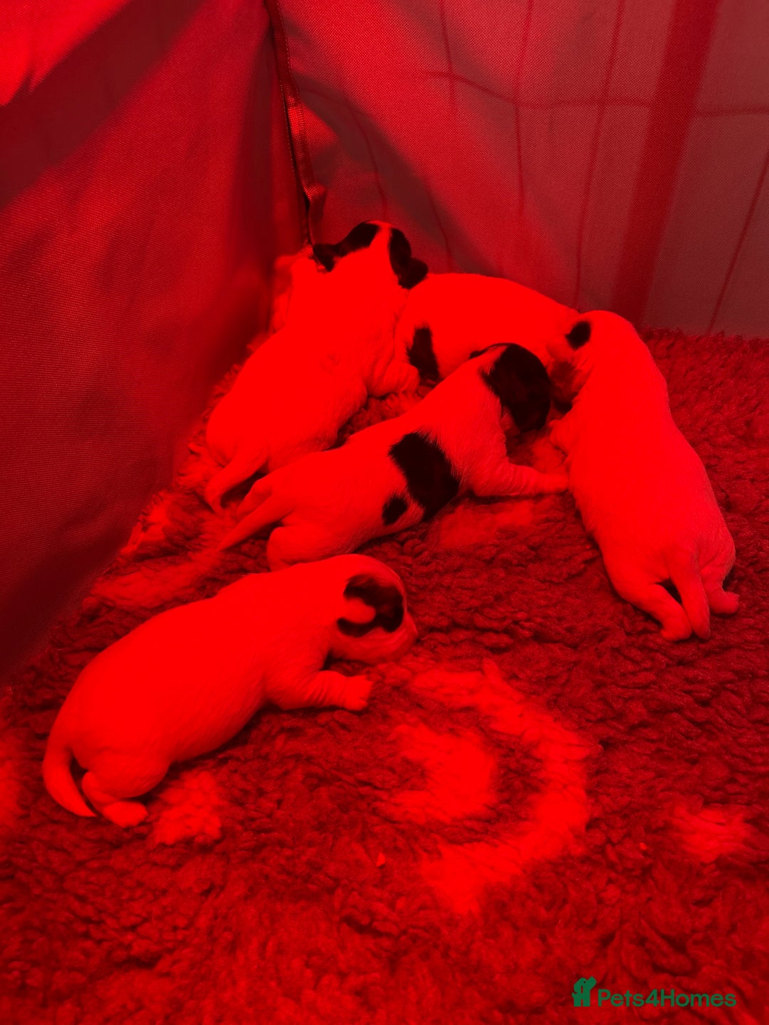 Sealyham Terrier dogs for sale: Sealyham terrier crosses  - Image 1