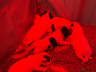 Sealyham Terrier dogs - Advert 1