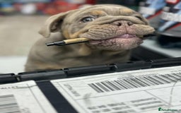 English Bulldog dogs for sale: Quality English bulldog now reduced  - Image 7