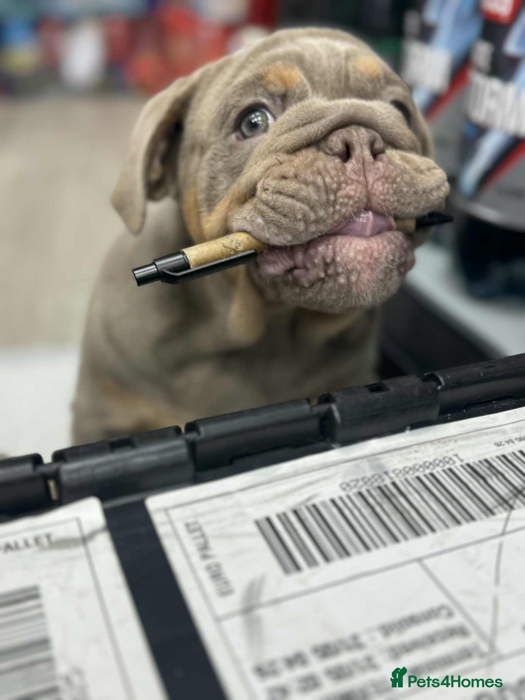 English Bulldog dogs for sale: Quality English bulldog now reduced  - Image 7